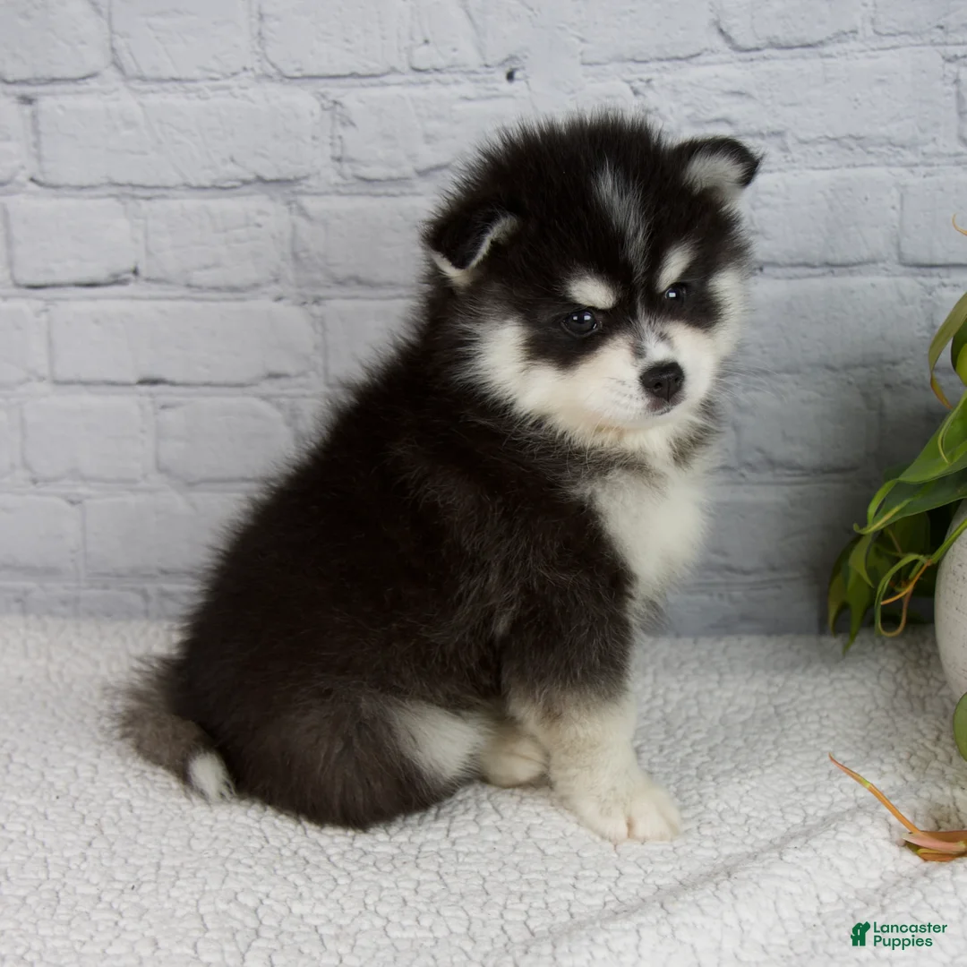 Pomsky dogs for sale: Skyler - Ad 2