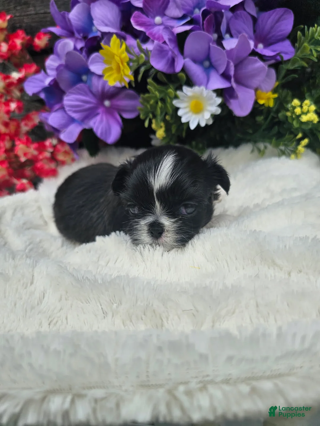 Shih Tzu dogs for sale: Willow - Ad 9