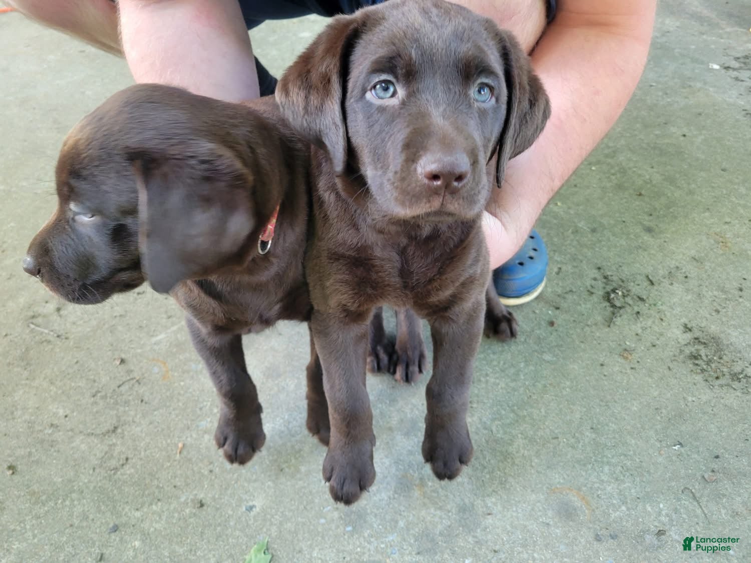 Labrador Retriever dogs Labrador Retriever 2 - Ad 2