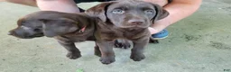 Labrador Retriever dogs for sale: Labrador Retriever 2 - Ad 1