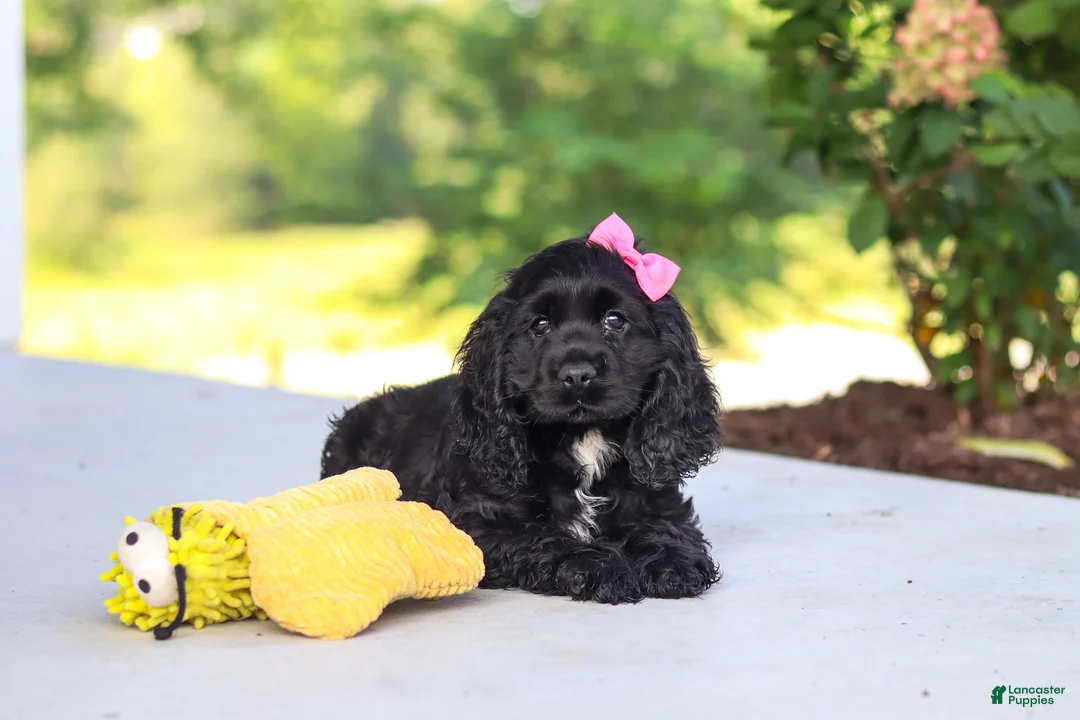 Cocker Spaniel dogs for sale: Kaylee - Ad 1