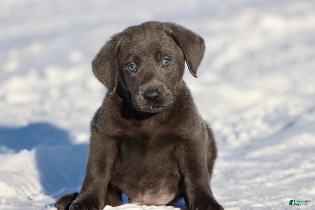 Labrador Retriever dogs for sale: Silver Bullet  - Ad 1