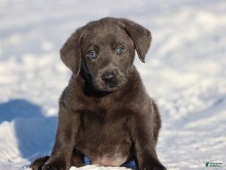 Labrador Retriever dogs Silver Bullet - Ad 25