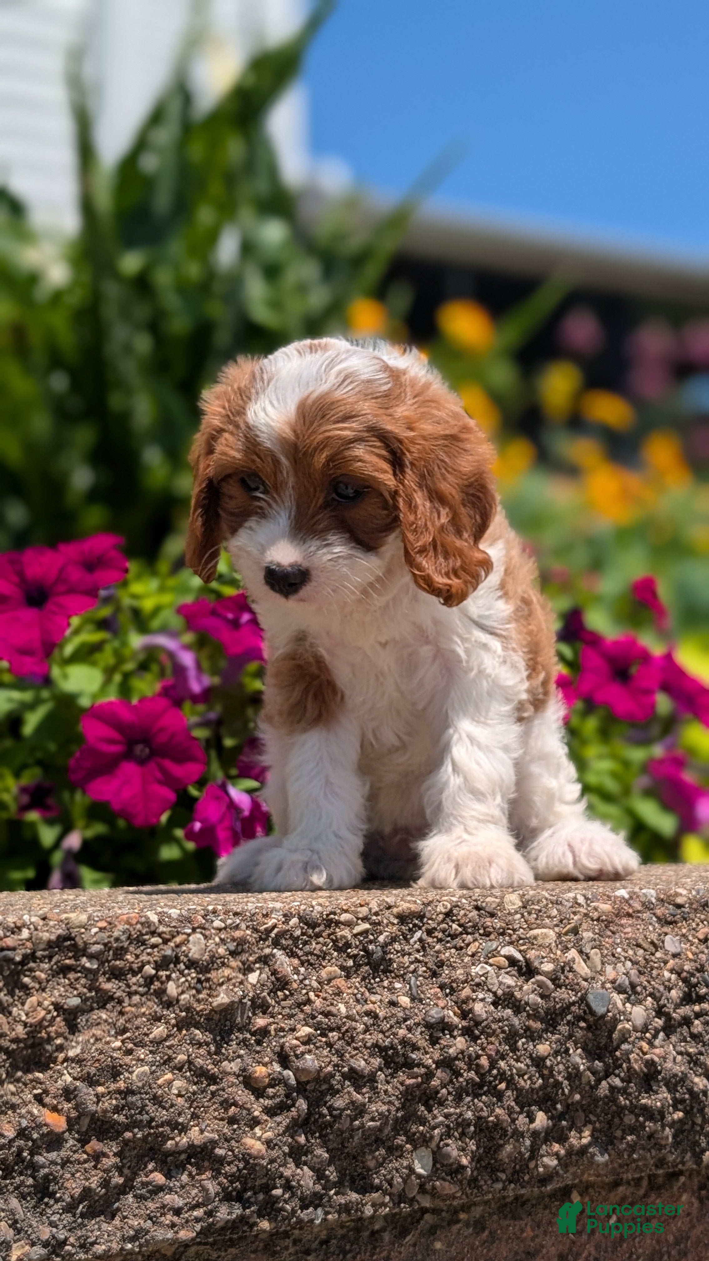 Cavapoo dogs Rena - Ad 2
