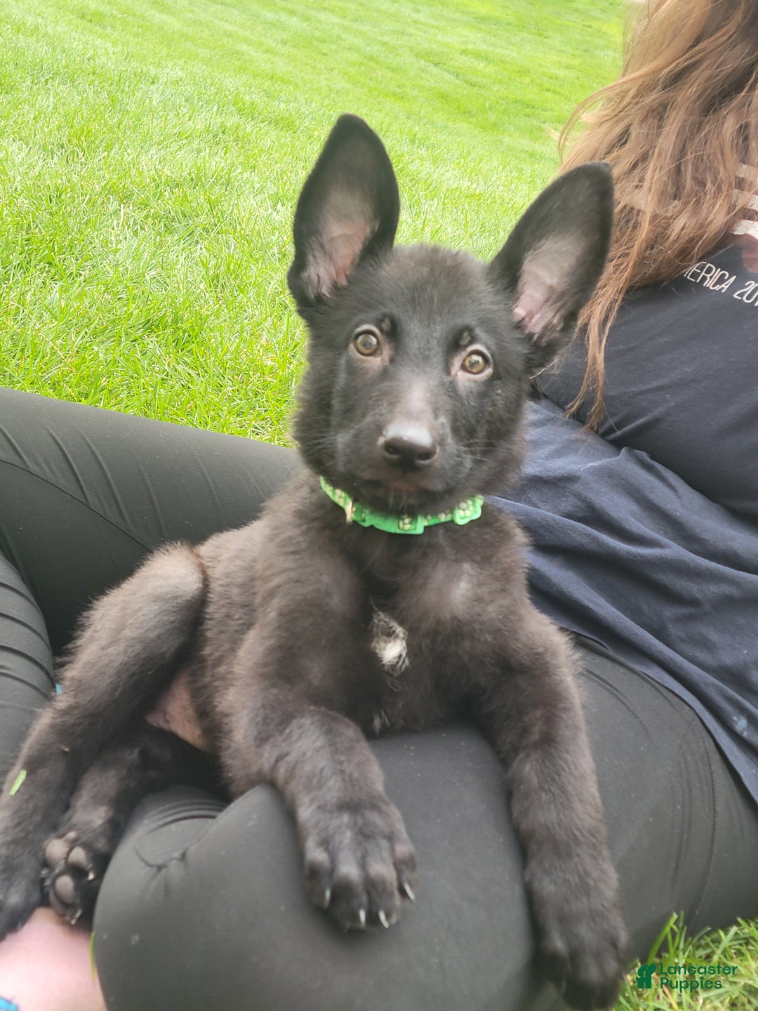 Shepherd Puppy Last Mountain German Shepherds German Shepherd
