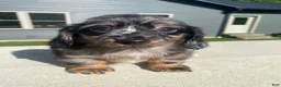 Miniature Dachshund dogs for sale: Toby - Ad 6