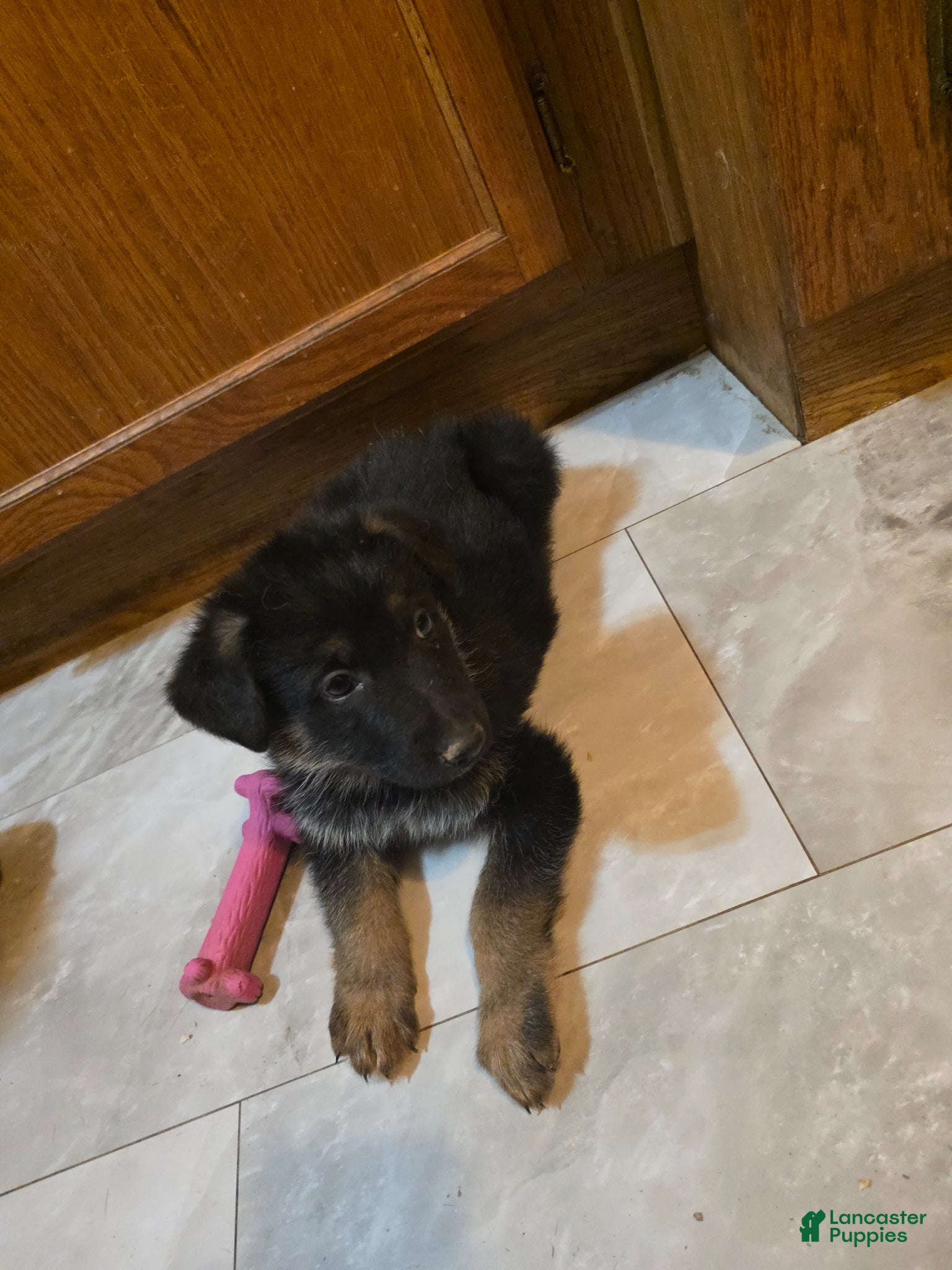 Golden Shepherd dogs Golden Shepherd Puppy 7 - Ad 2