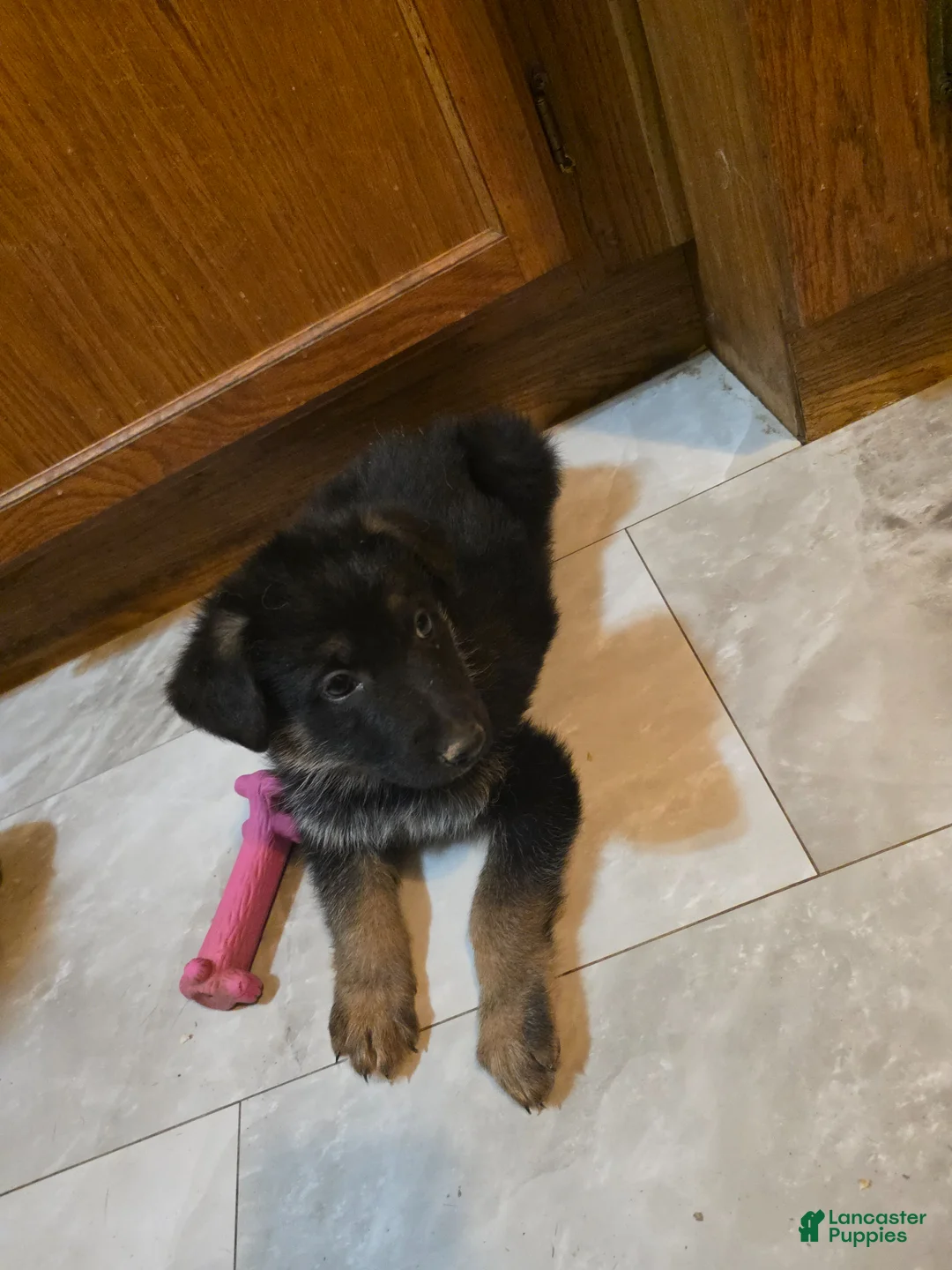 Golden Shepherd dogs for sale: Golden Shepherd Puppy 7 - Ad 2