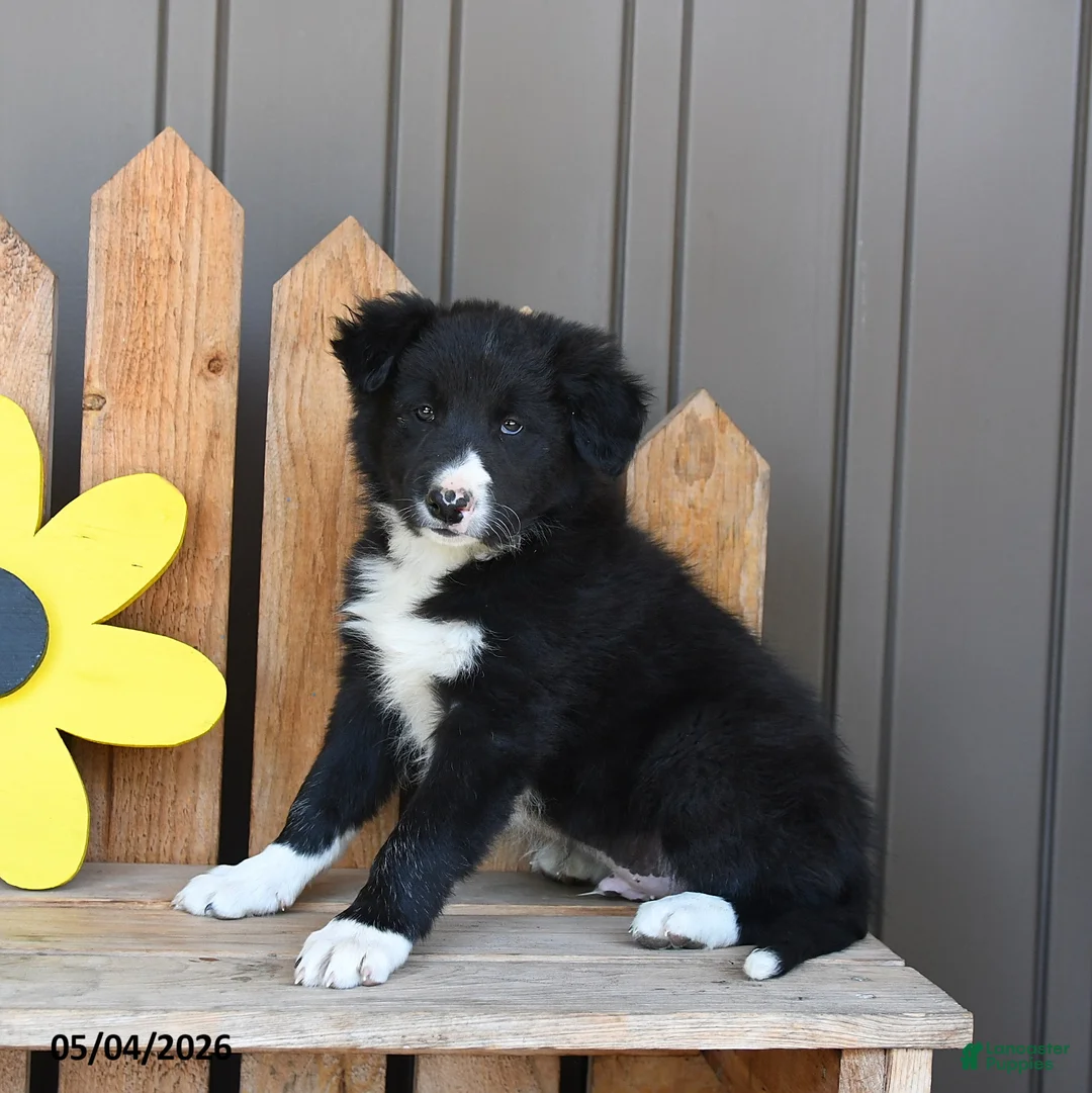 Border Collie dogs for sale: Theodore - Ad 1