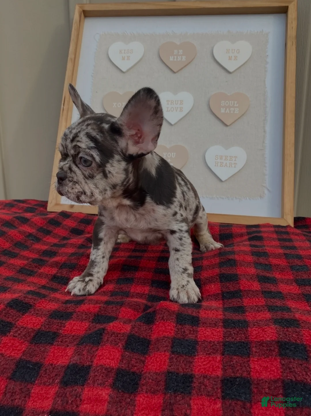 French Bulldog dogs for sale: French Bulldog Puppy 6 - Ad 2