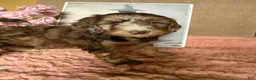 Labradoodle dogs for sale: Labradoodle 6 - Ad 3
