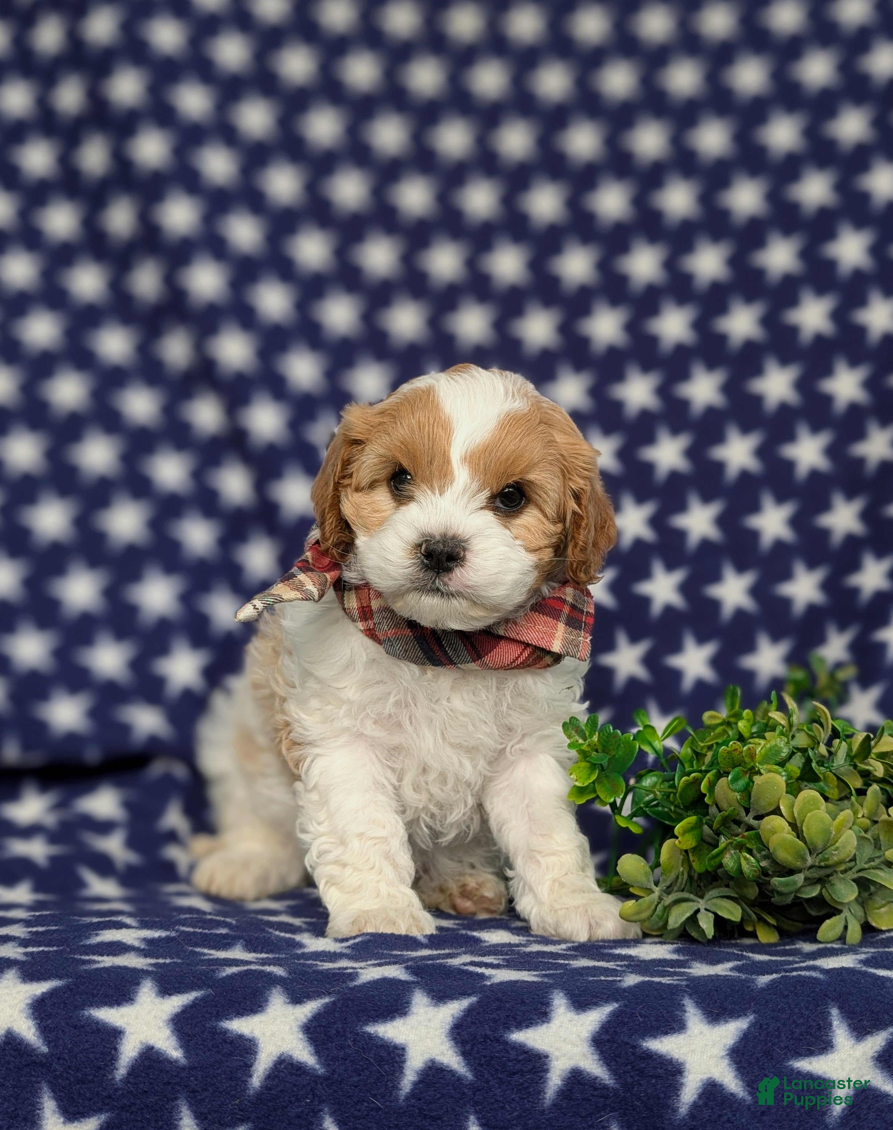 Cavapoo dogs Willis - Ad 30