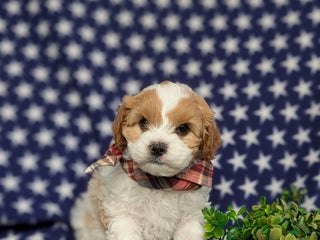 Cavapoo dogs Willis - Ad 1