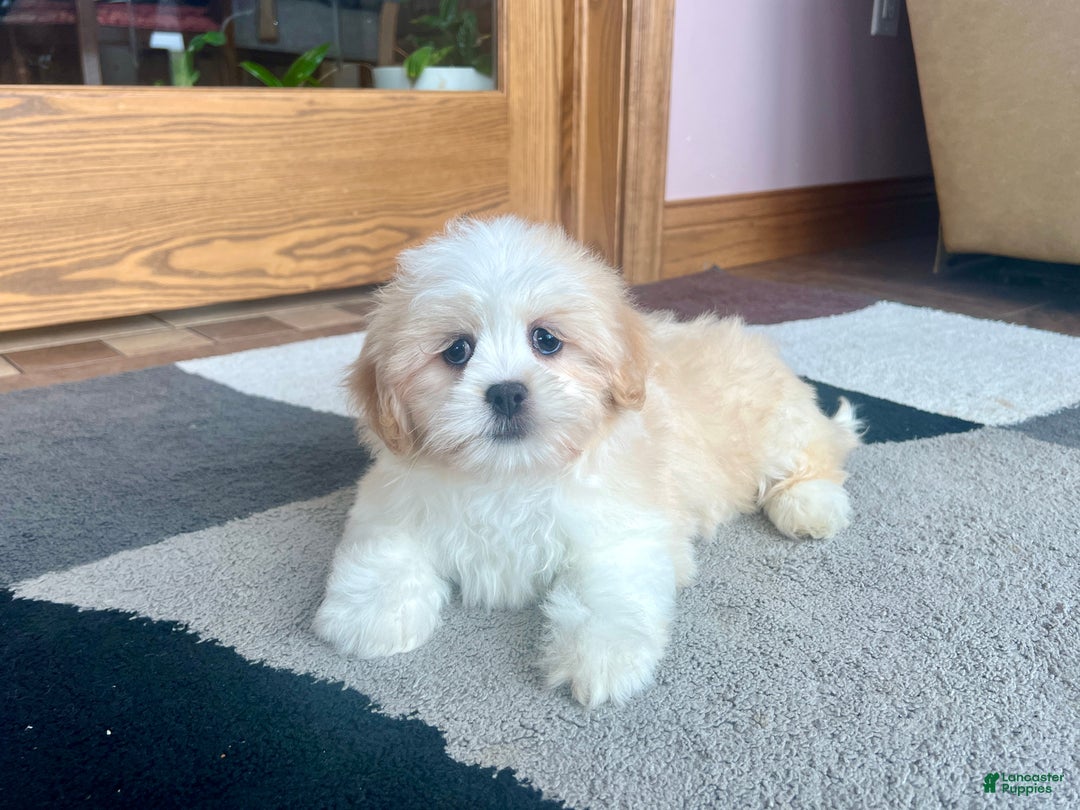 Lhasa Apso dogs for sale: Tashi - Ad 4