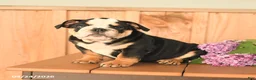 English Bulldog dogs for sale: Daisy - Ad 4