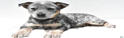 Australian Cattle Dog dogs for sale: Jasper - Ad 7
