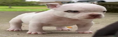 American Bully 5