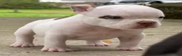 American Bully dogs for sale: American Bully 5 - Ad 2