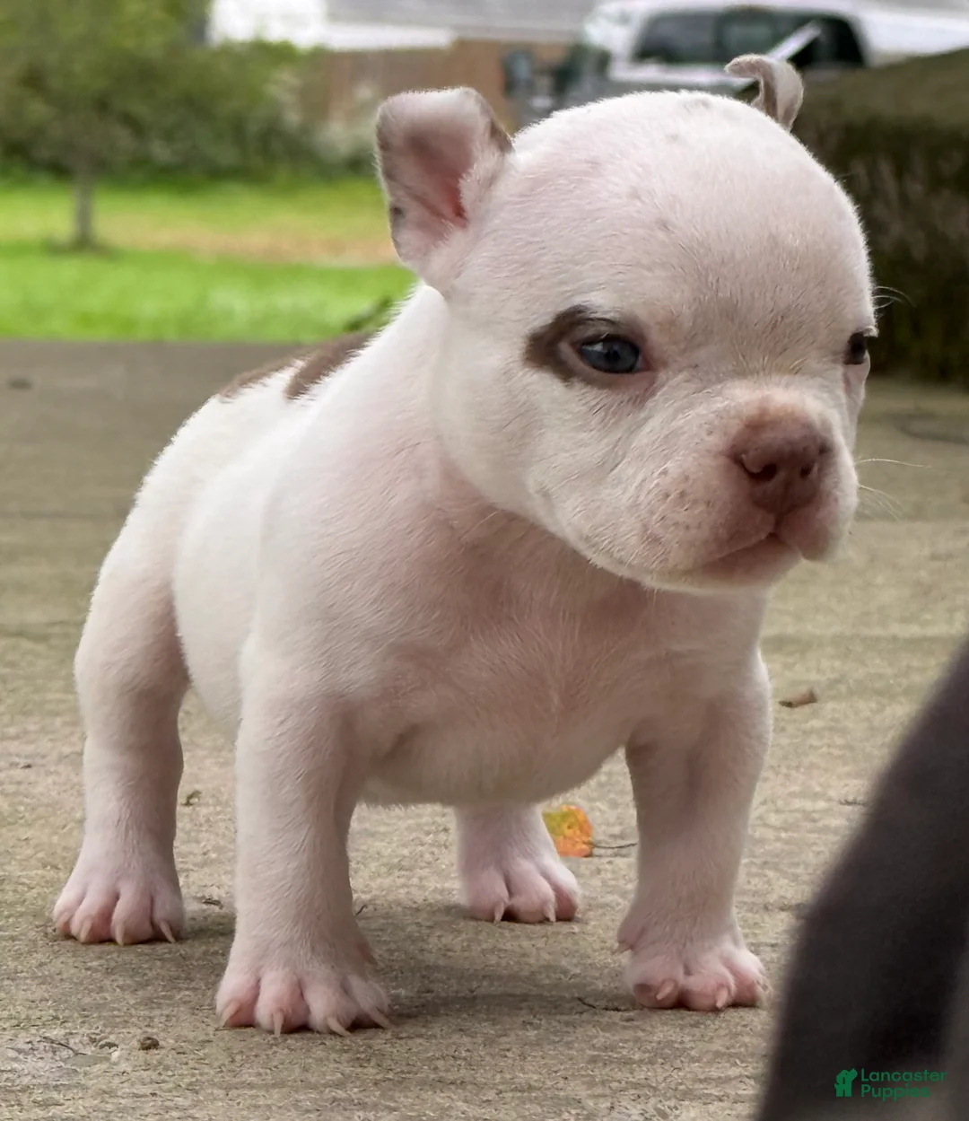 American Bully dogs for sale: American Bully 5 - Ad 2
