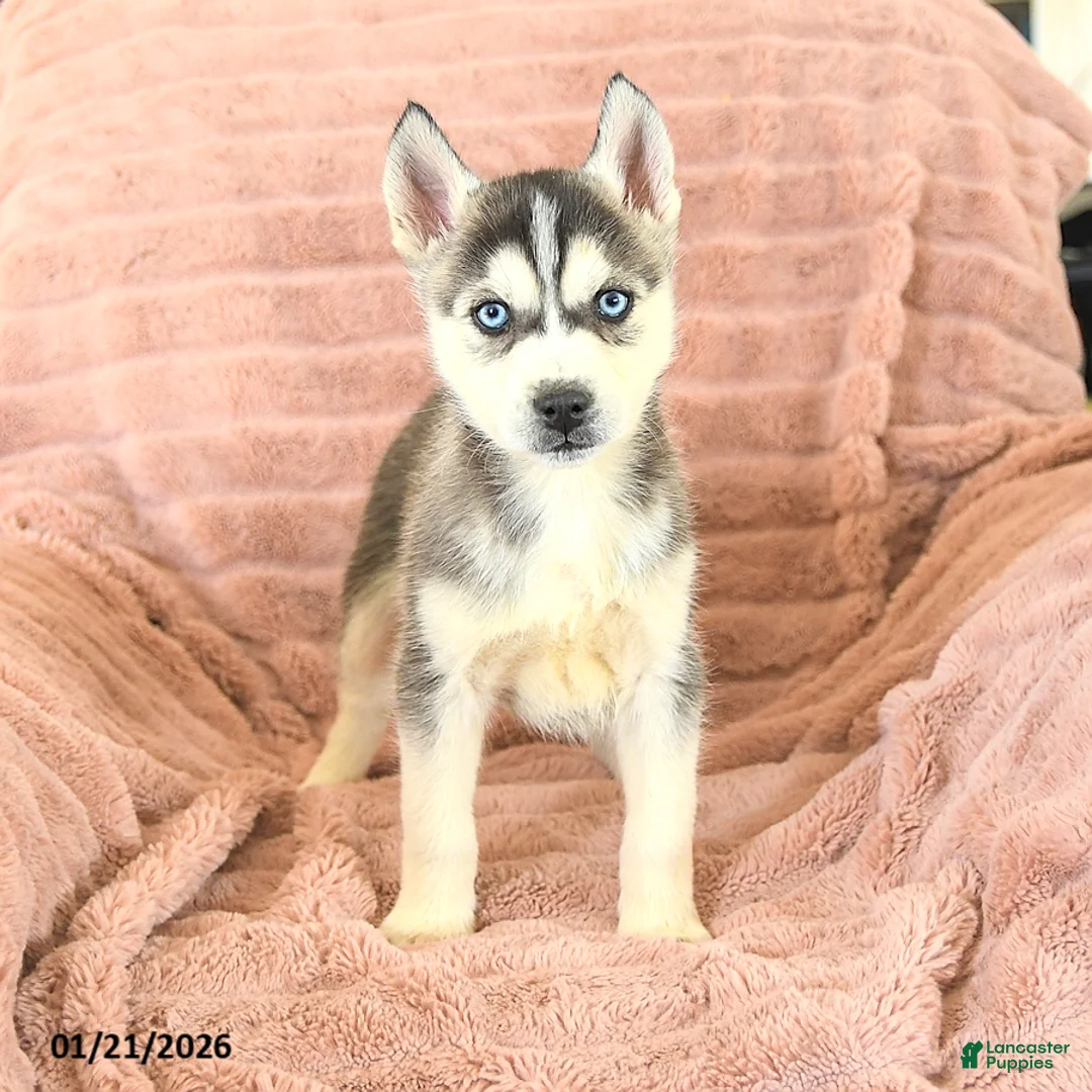 Siberian Husky dogs for sale: Rex - Ad 5