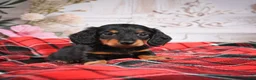 Miniature Dachshund dogs for sale: AKC-Elvis - Ad 5