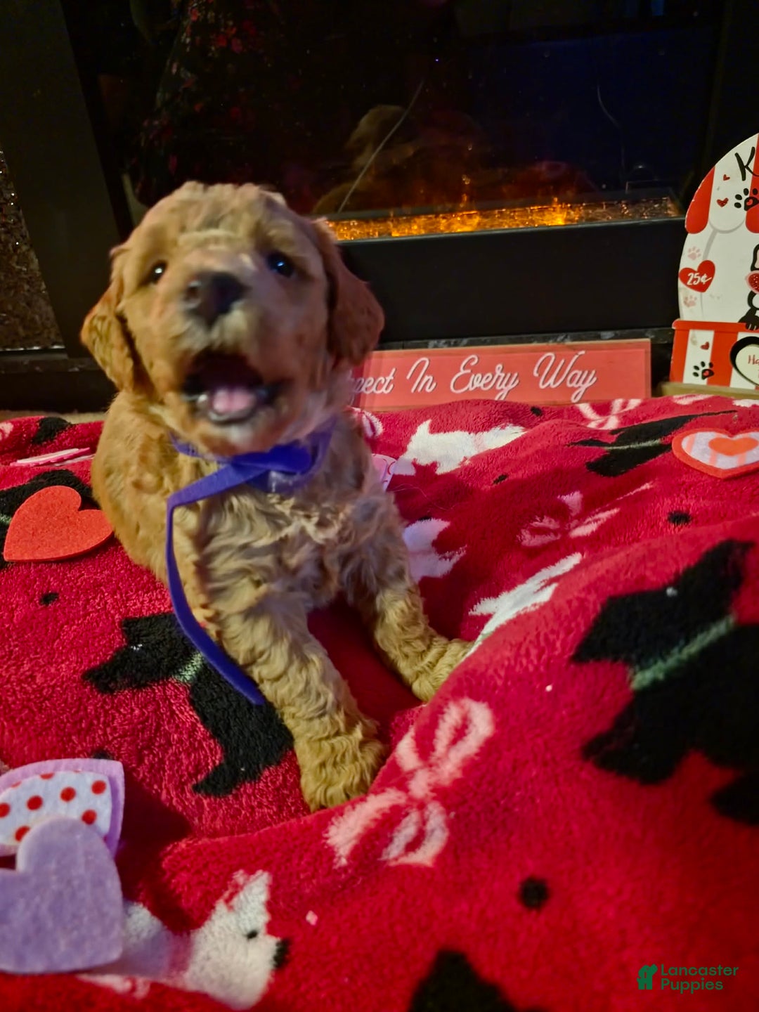 Mini Goldendoodle dogs for sale: Bella - Ad 11