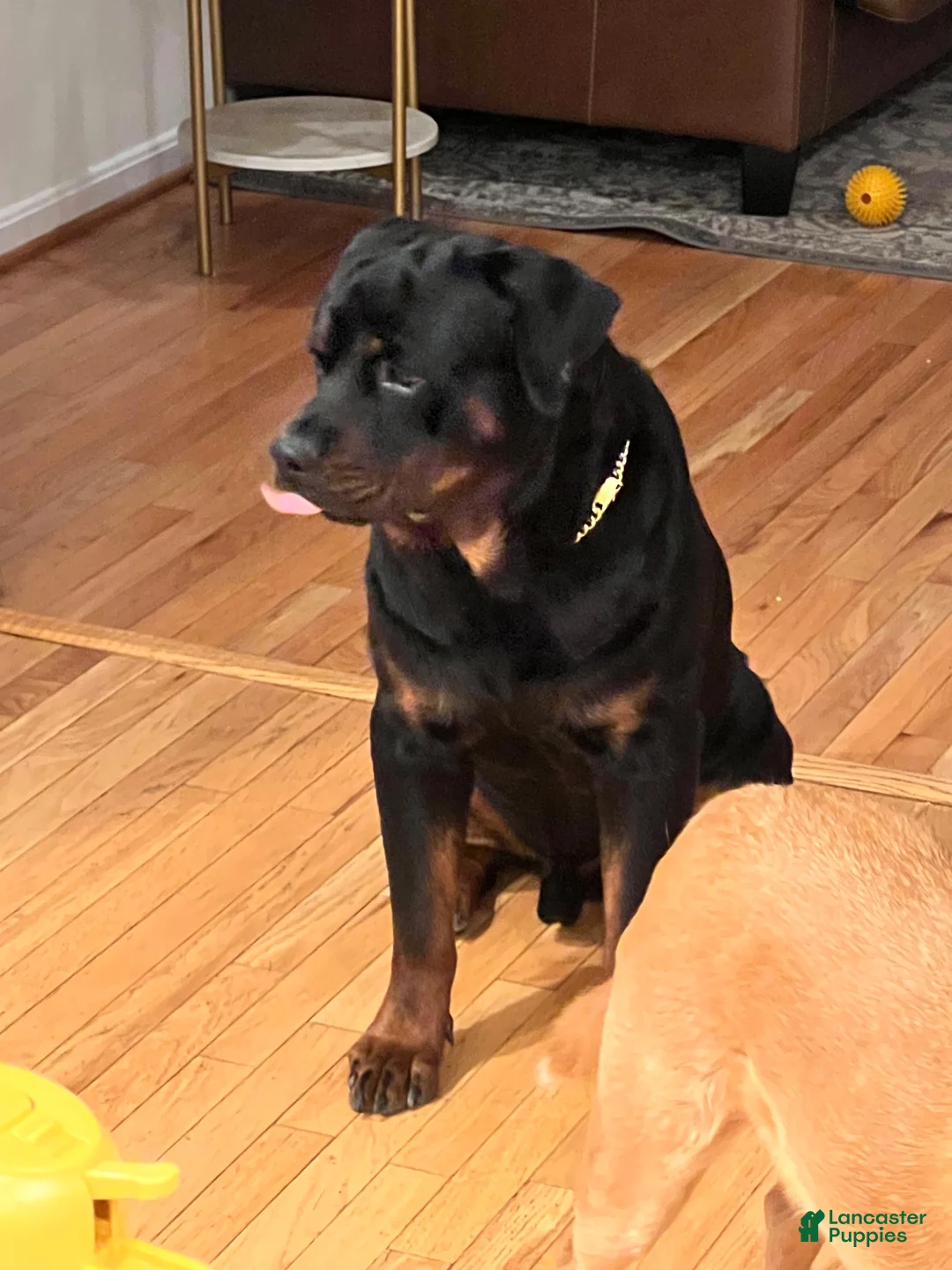 Rottweiler dogs for sale: Maxi - Ad 2