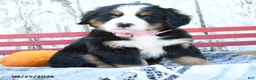 Bernese Mountain Dog dogs for sale: Judy - Ad 2