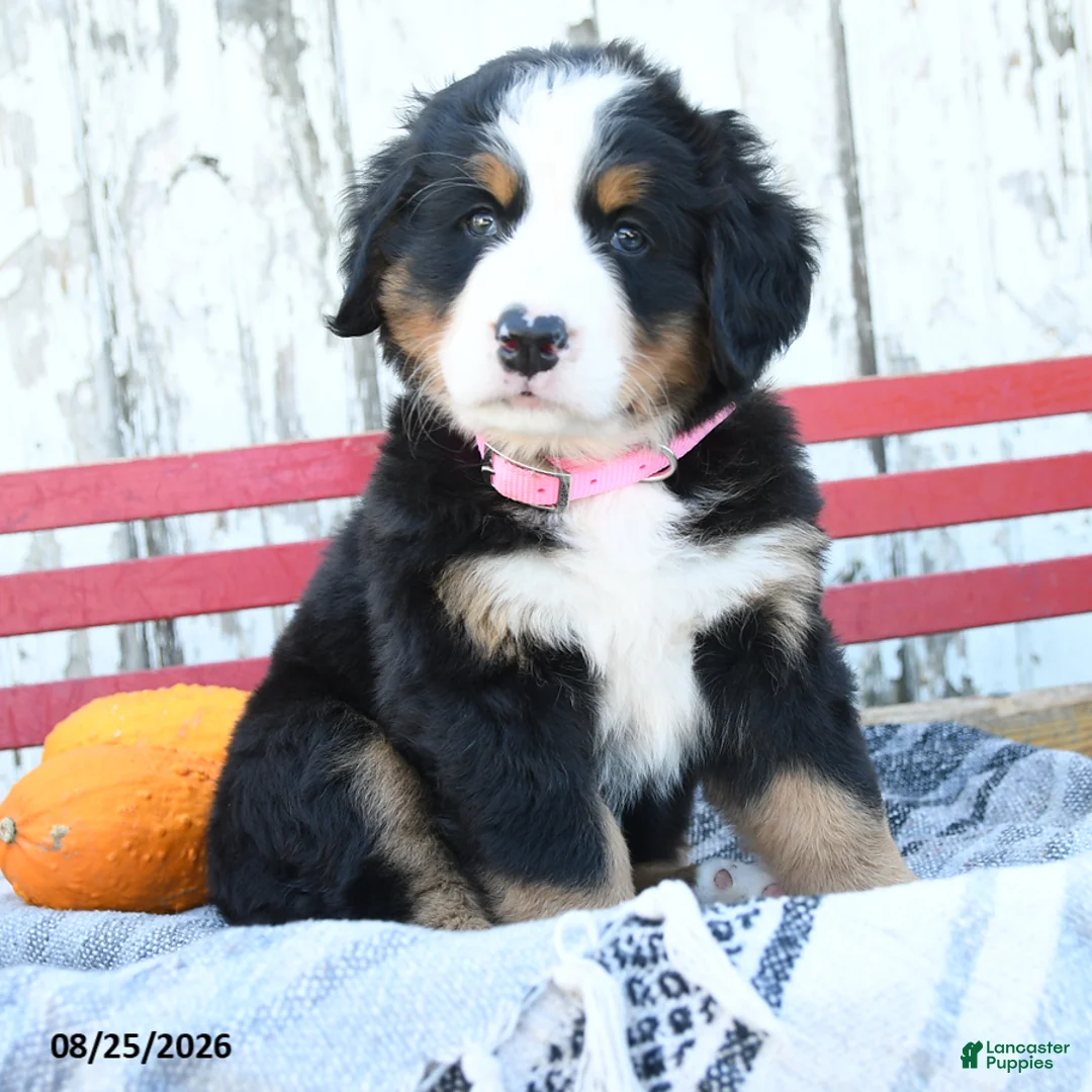 Bernese Mountain Dog dogs for sale: Judy - Ad 2