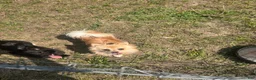 Pomeranian dogs for sale: Rosie  - Ad 8
