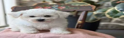 Bichon Frise dogs for sale: Jemima - Ad 8