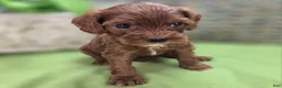 Cockapoo dogs for sale: Emily - Ad 12