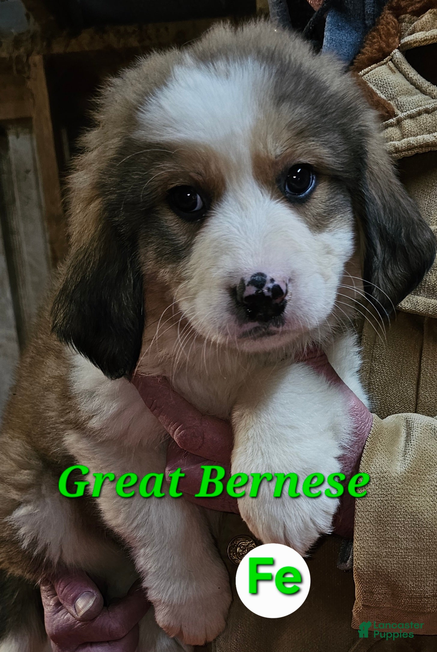 Mixed Breed dogs Mixed Breed Puppy 1 - Ad 17