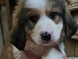 Mixed Breed dogs Mixed Breed Puppy 1 - Ad 17