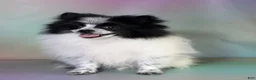 Pomeranian dogs for sale: Aca Shiba - Ad 5
