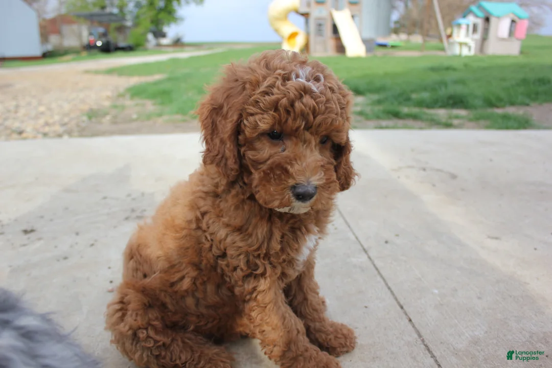 Cavapoo dogs for sale: Hazel - Ad 2