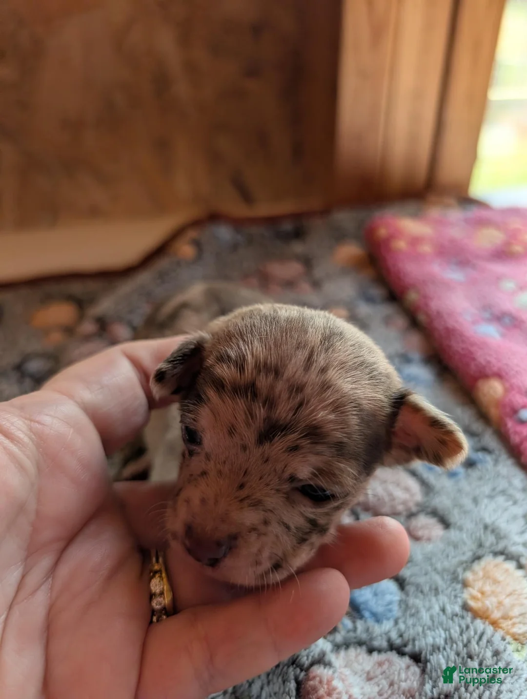 Chihuahua dogs for sale: Levi - Ad 1