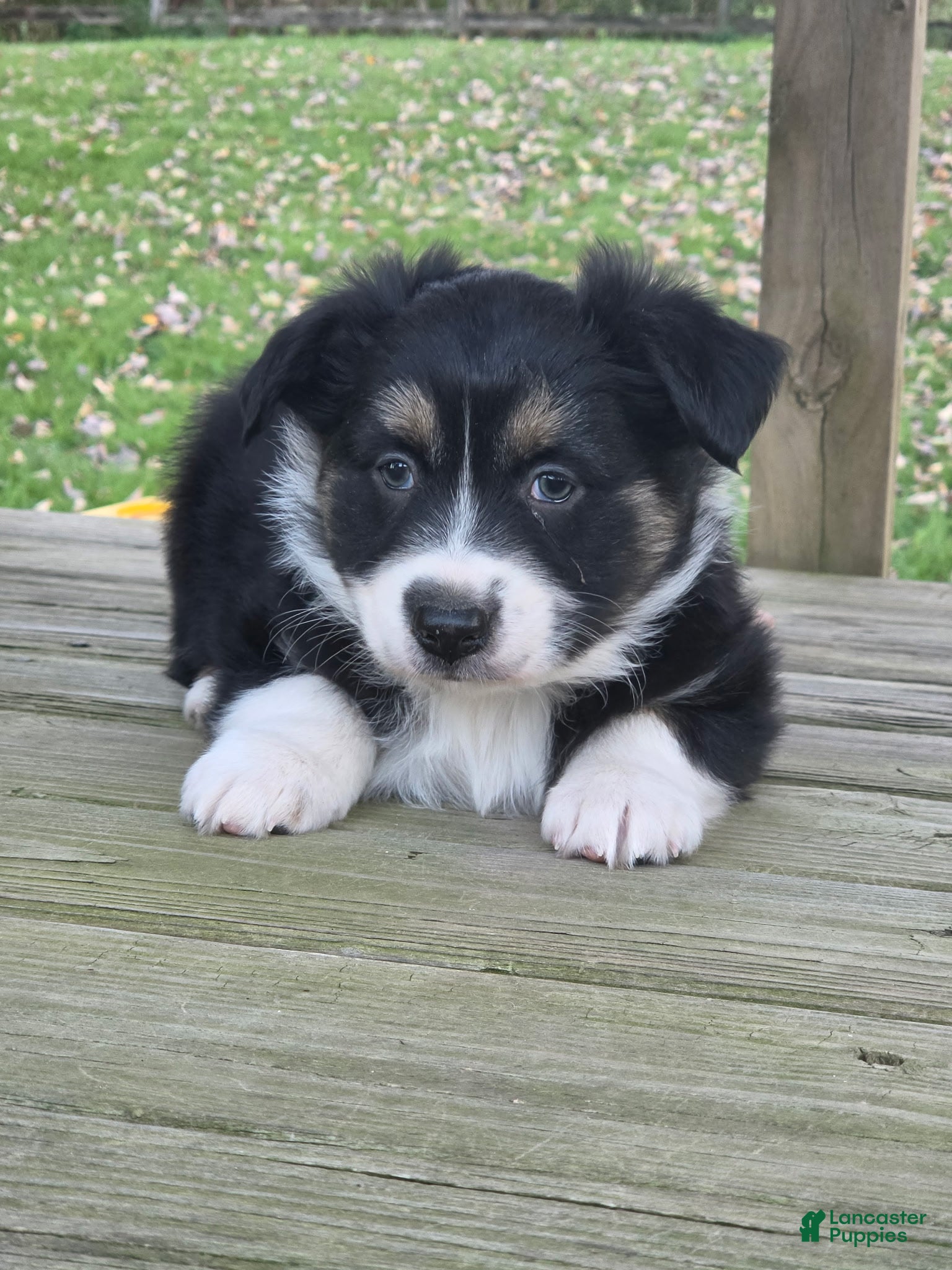 Australian Shepherd dogs for sale: Luke - Ad 36