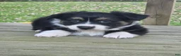 Australian Shepherd dogs for sale: Luke - Ad 1