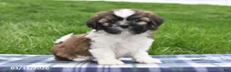 Shih Tzu dogs for sale: Trent - Ad 1