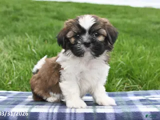 Shih Tzu dogs for sale: Trent - Ad 3