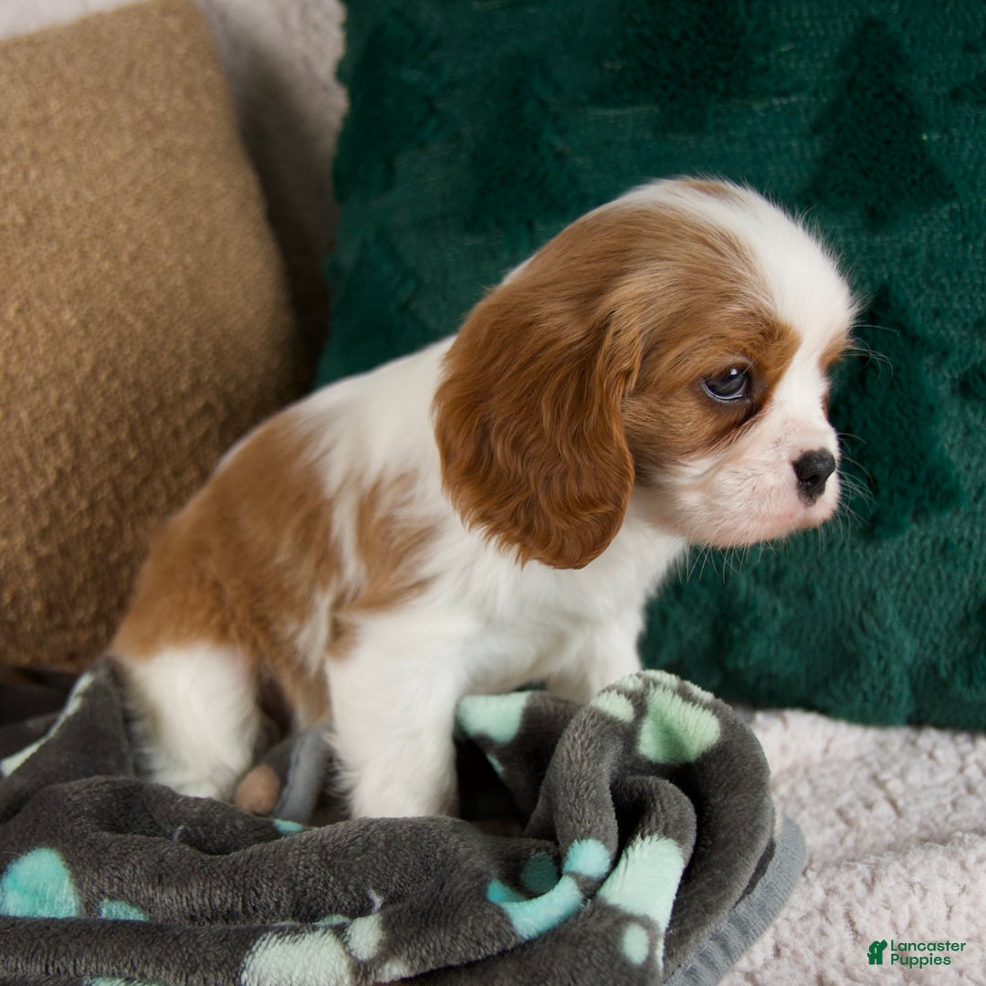 Cavalier King Charles Spaniel dogs for sale: Alfie - Ad 2