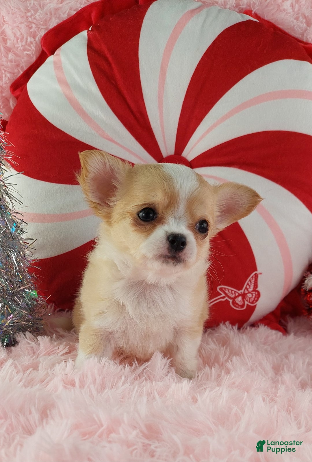 Chihuahua dogs for sale: Milly - Ad 11