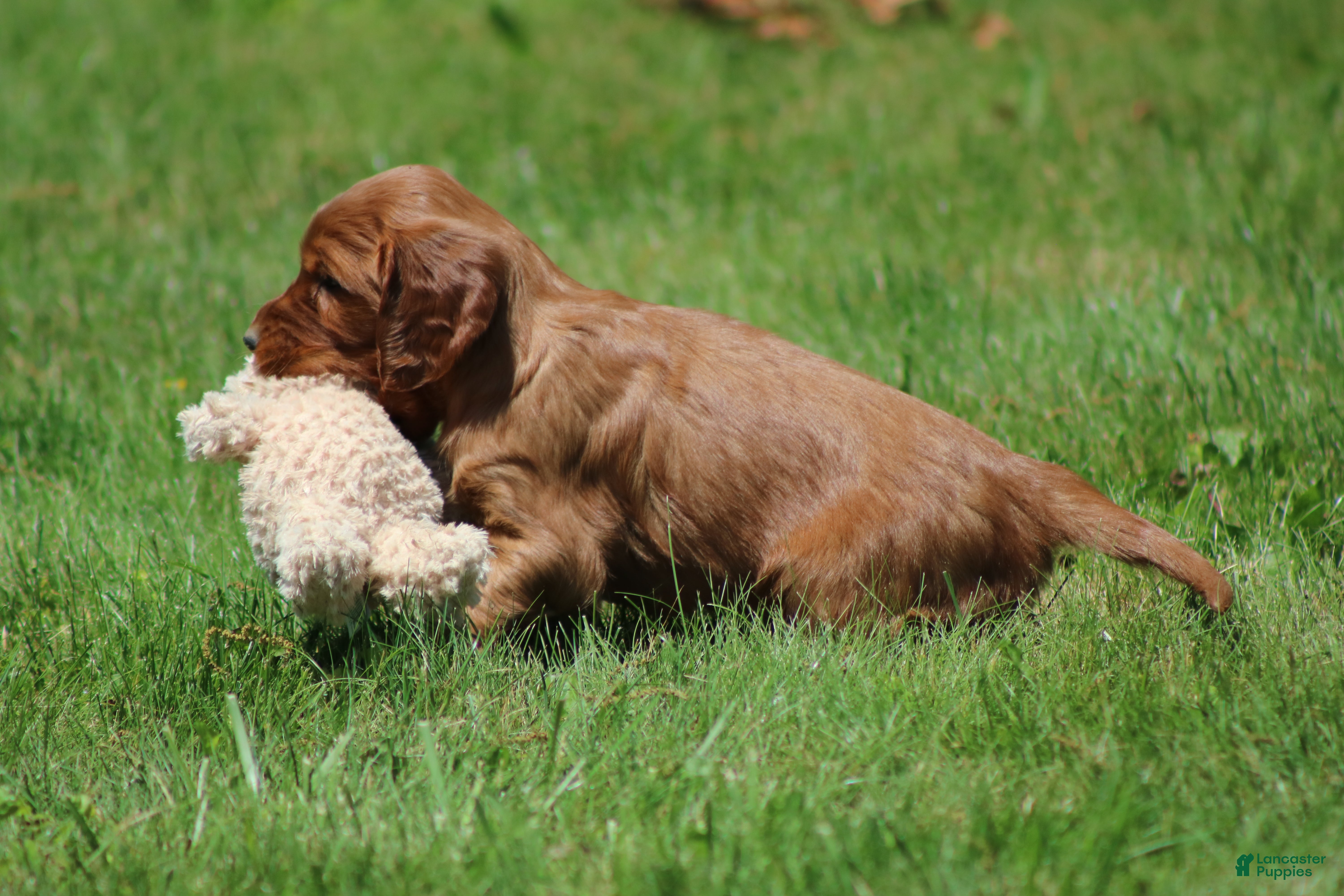 Irish Setter dogs for sale: Sammy - Ad 11