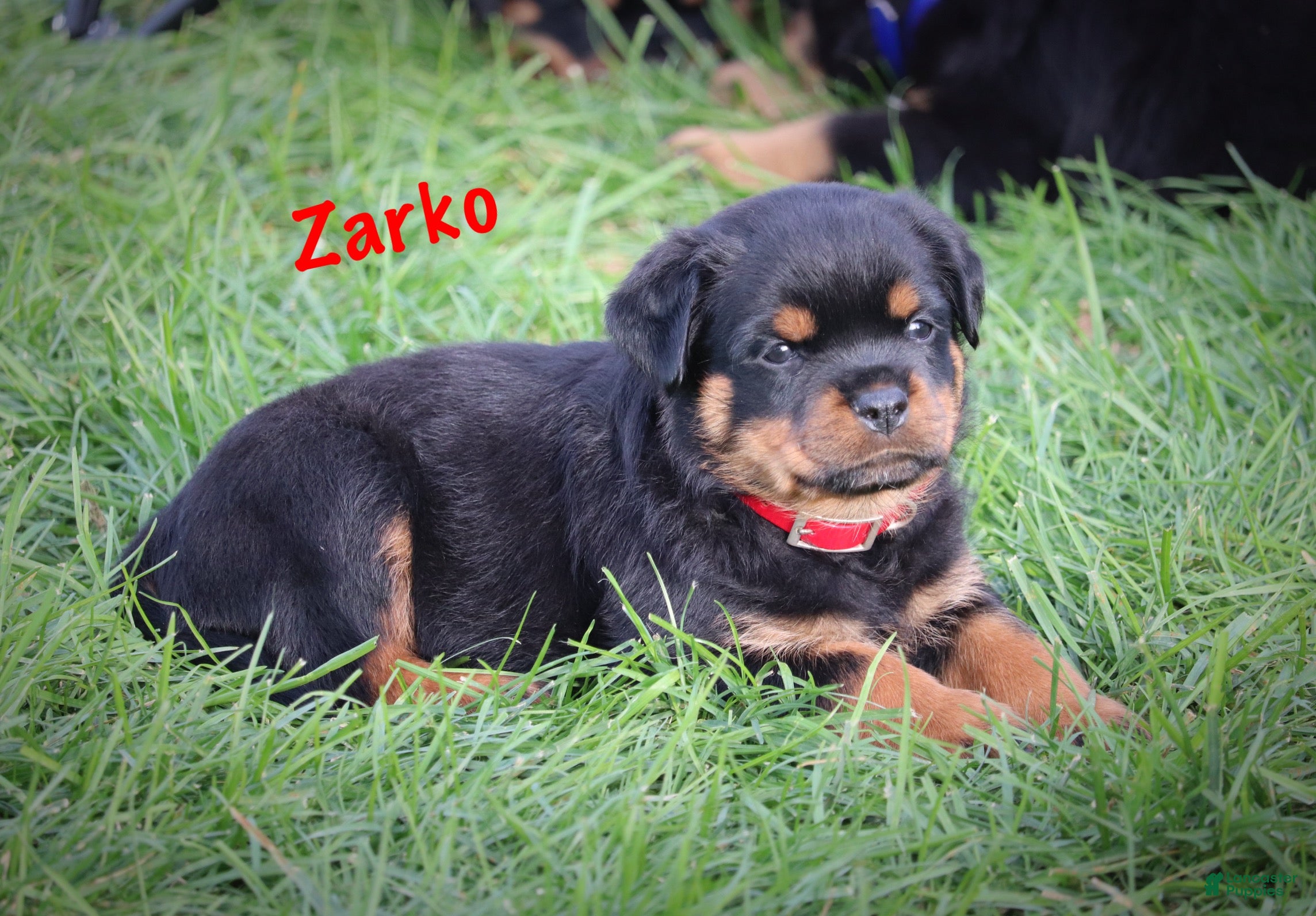 Rottweiler dogs Zarko w LONG TAIL  - Ad 1