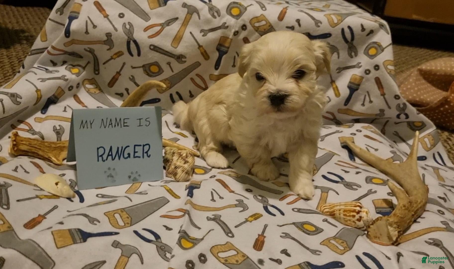Maltipoo dogs Ranger - Ad 2