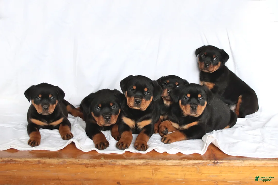 Rottweiler dogs for sale: Axel - Ad 2