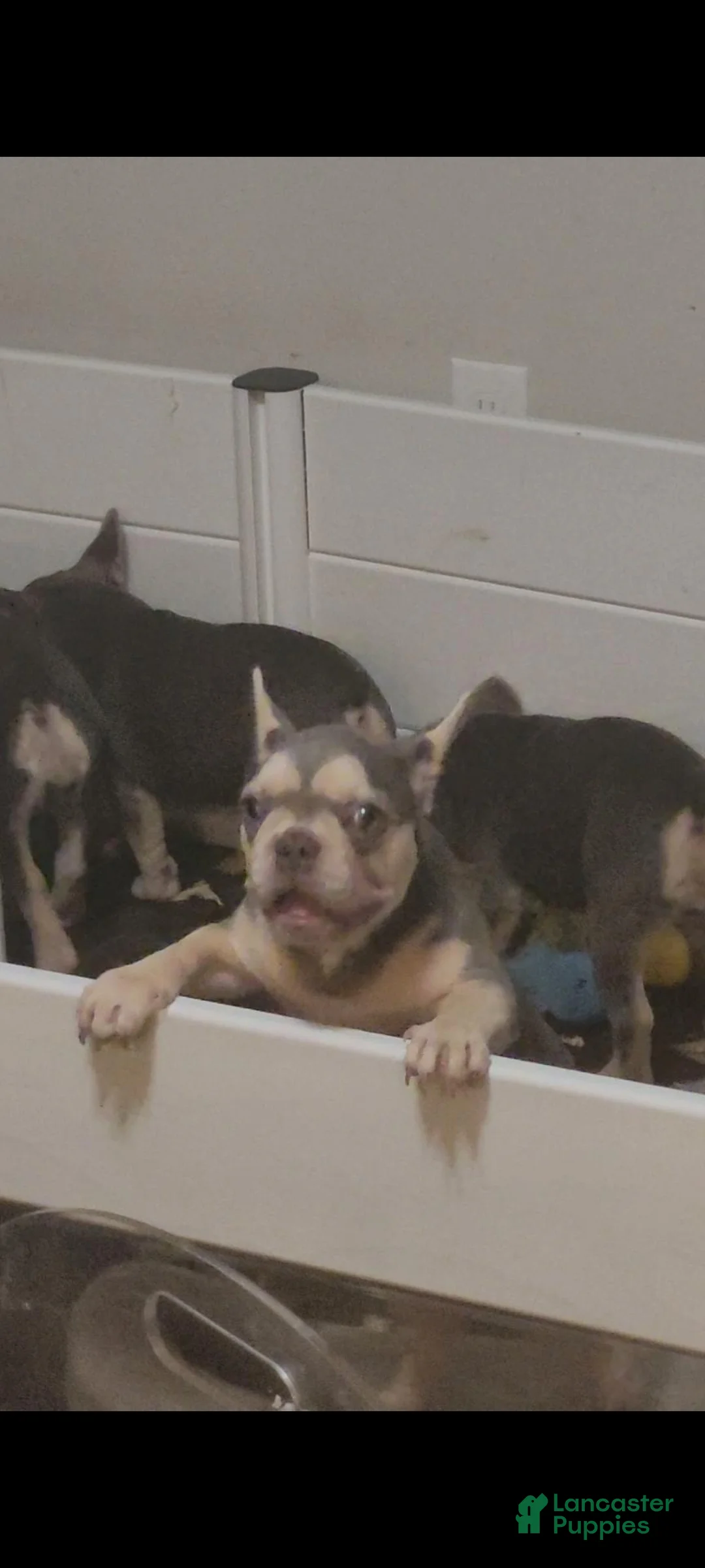 French Bulldog dogs for sale: French Bulldog 4 - Ad 3