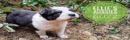 Miniature Australian Shepherd dogs for sale: Miniature Australian Shepherd Puppy 1 - Ad 5
