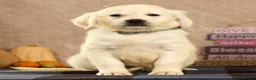 Golden Retriever dogs for sale: Golden Retriever 5 - Ad 4